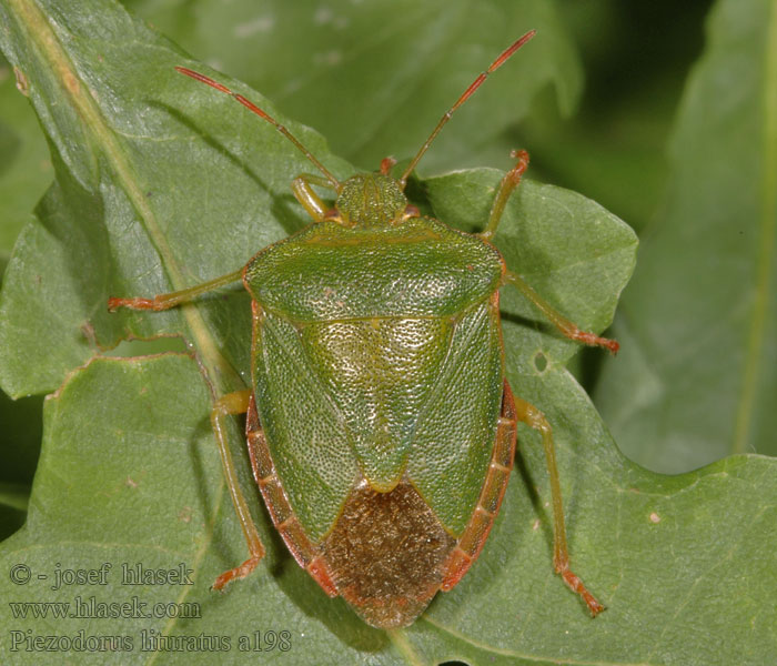 Piezodorus lituratus Ginster-Baumwanze Ostrosz rączycowaty