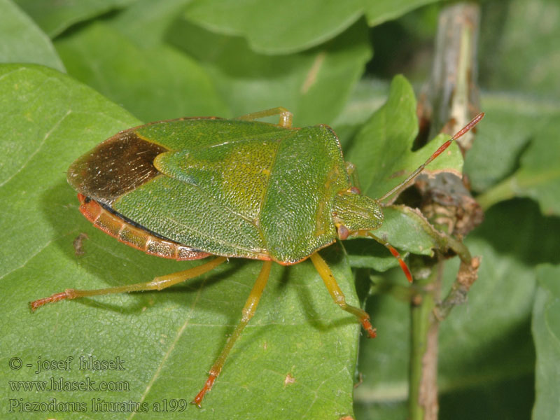 Piezodorus lituratus Ostrosz rączycowaty Bremschildwants Harrisbärfis