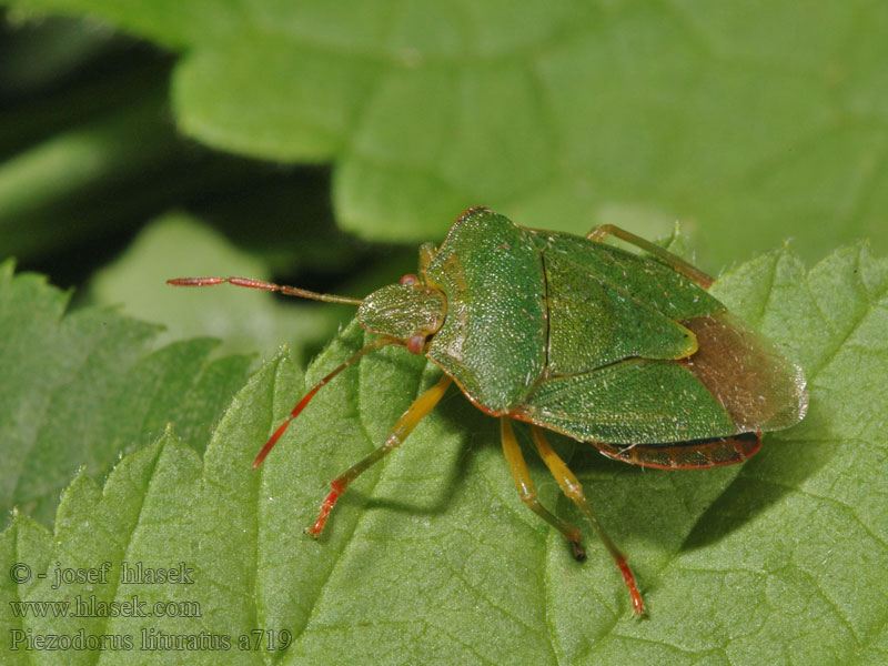 Ginster-Baumwanze Ostrosz rączycowaty Piezodorus lituratus