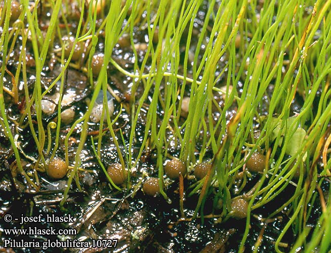 Pilularia globulifera comune Gałuszka kulecznica Пилюльница