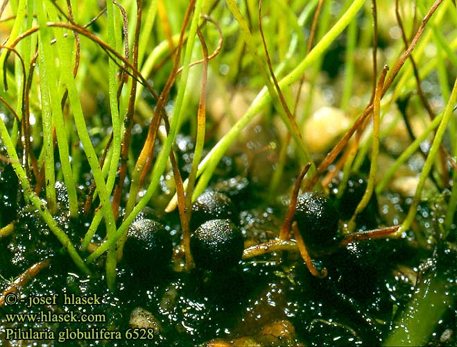 Pilularia globulifera Пилюльница Pillwort Pillenfarn