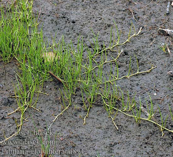 Pilularia globulifera Pillwort Pillenfarn Míčovka kulkonosná