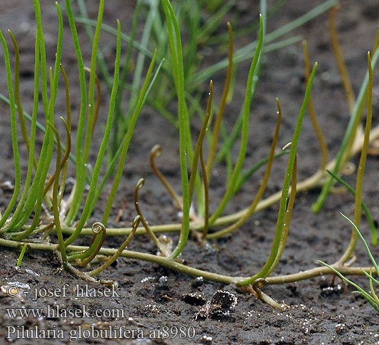 Pilularia globulifera Míčovka kulkonosná Pilledrager