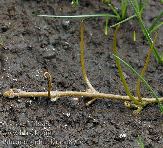 Pilularia globulifera Pilulaire globules Pilvaren comune