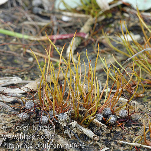 Pilularia globulifera Pillwort Pillenfarn Míčovka kulkonosná