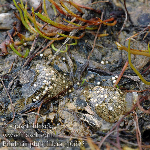 Pilularia globulifera Míčovka kulkonosná Pilledrage