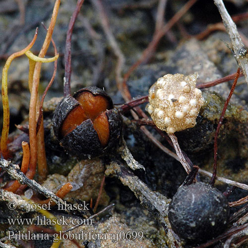 Pilularia globulifera Klotgräs Trådbregne Ormio