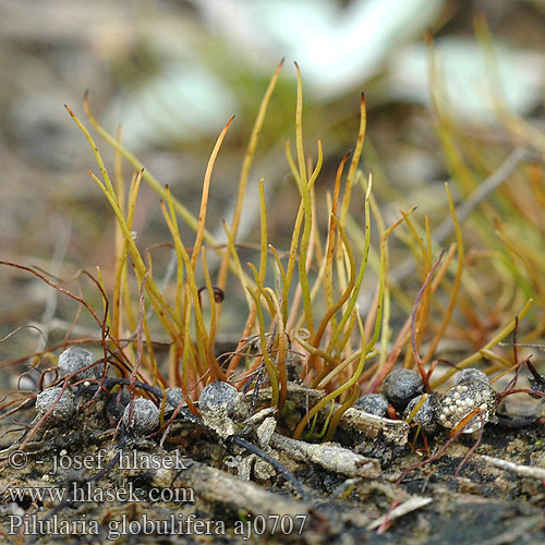 Pilularia globulifera Pilulaire globules Pilvaren