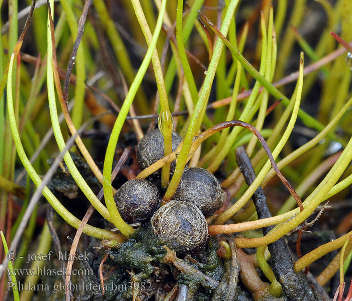 Pilularia comune Gałuszka kulecznica Пилюльница Pillwort