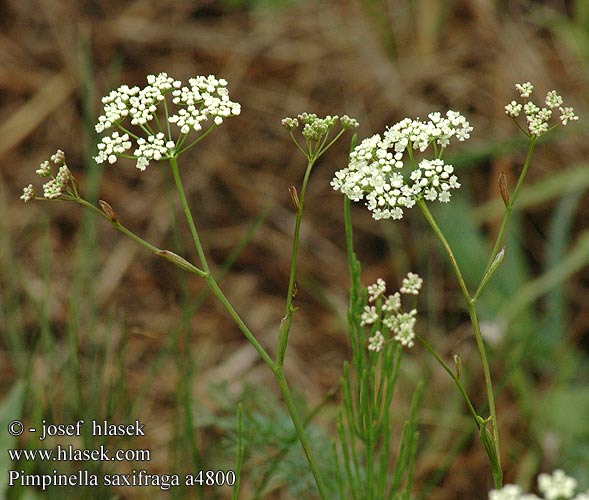 Pimpinella saxifraga