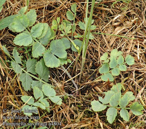 Pimpinella saxifraga