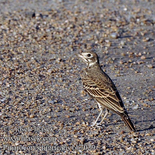 Pinarocorys nigricans Mirafra Dusky Lark Skřivan rezavoocasý Rotbürzellerche Rødhalet Busklærke Alondra Colirrufa Punaperäkiuru Alouette brune Allodola macchia codarossa アカオセイタカヒバリ Roodstuitleeuwerik Masecznik ciemny Calhandra sombria Donkerlewerik Yisimatuli Kipozamataza Mgongo-mweusi Xihelagadzi