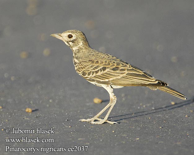 Alouette brune Allodola macchia codarossa アカオセイタカヒバリ Roodstuitleeuwerik Masecznik ciemny Calhandra sombria Donkerlewerik Yisimatuli Kipozamataza Mgongo-mweusi Xihelagadzi Pinarocorys nigricans Mirafra Dusky Lark Skřivan rezavoocasý Rotbürzellerche Rødhalet Busklærke Alondra Colirrufa Punaperäkiuru