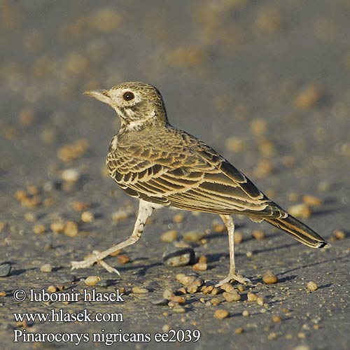 Roodstuitleeuwerik Masecznik ciemny Calhandra sombria Donkerlewerik Yisimatuli Kipozamataza Mgongo-mweusi Xihelagadzi Pinarocorys nigricans Mirafra Dusky Lark Skřivan rezavoocasý Rotbürzellerche Rødhalet Busklærke Alondra Colirrufa Punaperäkiuru Alouette brune Allodola macchia codarossa アカオセイタカヒバリ