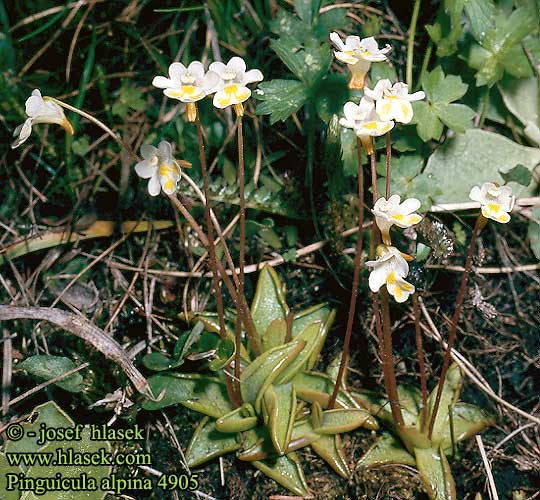 Pinguicula alpina