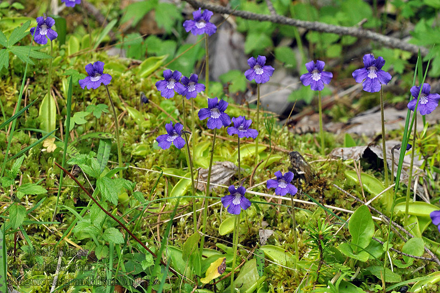 Pinguicula grandiflora Tučnice velkokvětá Großblütiges Fettkraut