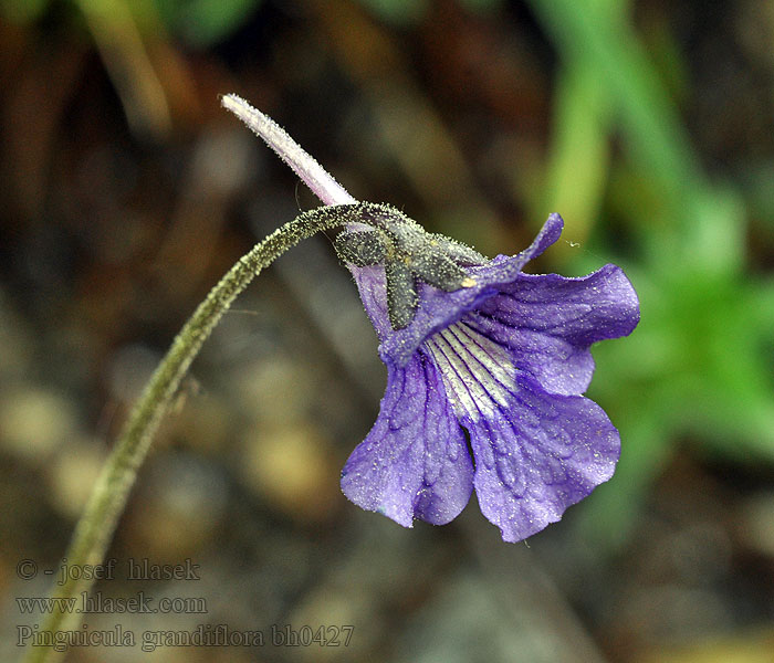 Pinguicula grandiflora Large-flowered butterwort Жирянка крупноцветковая