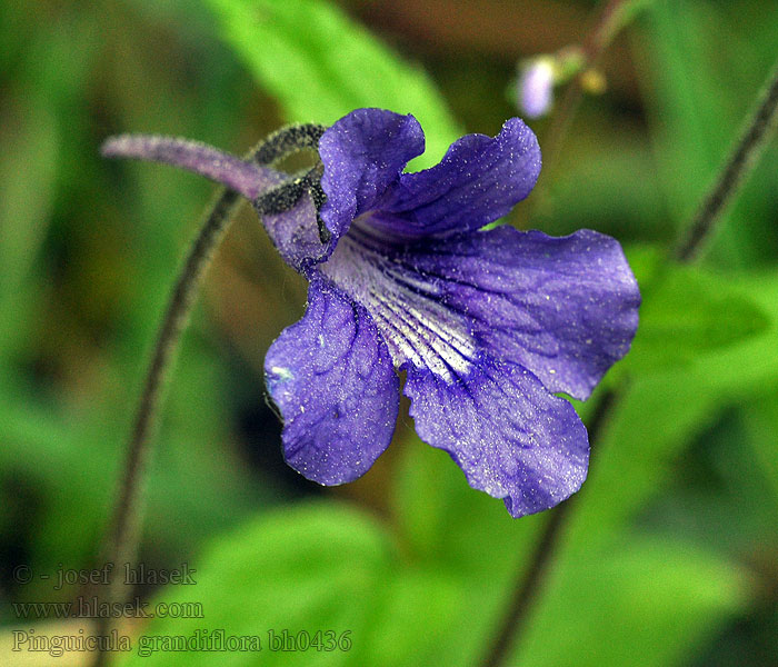 Pinguicula grandiflora Grassette grandes fleurs 大花捕蟲堇