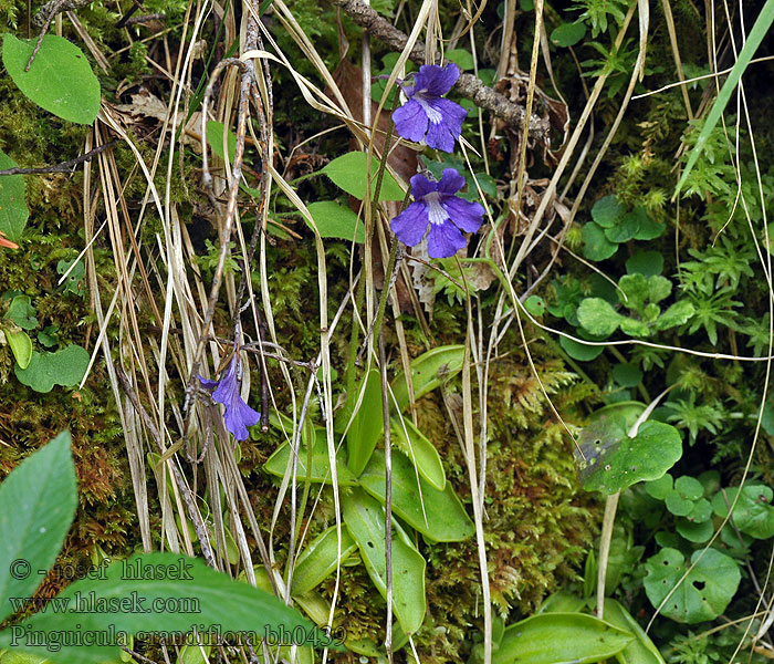 Tučnice velkokvětá Pinguicula grandiflora