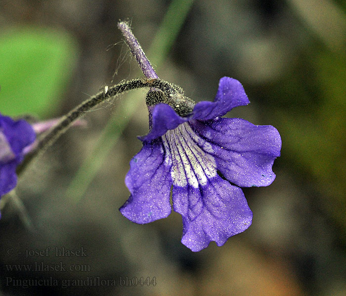 Großblütiges Fettkraut Pinguicula grandiflora