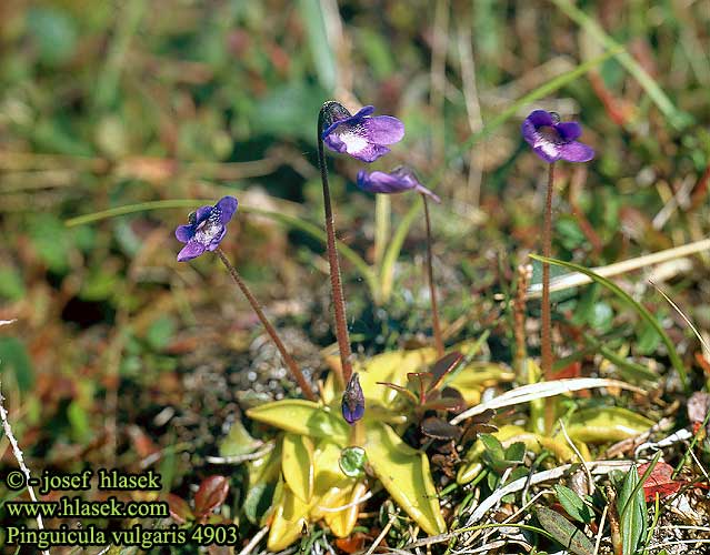 Pinguicula vulgaris Gemeines Fettkraut Grassette commune