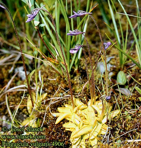 Vetblad Common butterwort Siniyökönlehti Yleinen yökönlehti