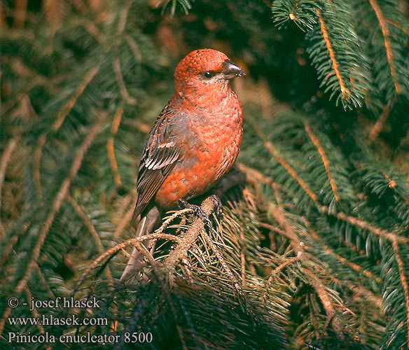 Pinicola enucleator Pine Grosbeak Fichtengimpel Hakengimpel Durbec des sapins Camachuelo Picogrueso Hýl křivčí Krognæb Haakbek Taviokuurna Ciuffolotto delle pinete Konglebit Tallbit 松雀 Щур обыкновенный ギンザンマシコСмеречник Шчурок Männileevike Nagy pirók Krókfinka Орман құзылқұнағы 사하린송원자  솔양진이 Łuskowiec zwyczajny  Pintarroxo-de-bico-grosso Hýl' krivonosovitý smrečiar krivonosý Smrekov kalin Polarna zimovka Tayga çütresi