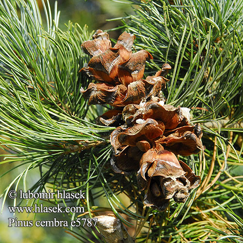 Pinus cembra e5787