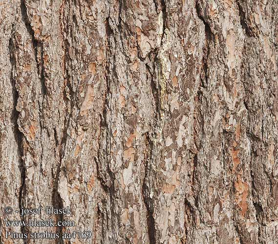 Pinus strobus Strobusmänty Pin blanc Weymouthpijn Pino strobo