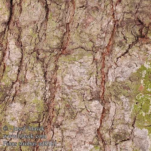 Pinus strobus White pine Weymouths Kiefer Sosna wejmutka Borovica hladká