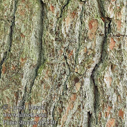 Pinus strobus borovice vejmutovka Pino blanco Weymouthtall