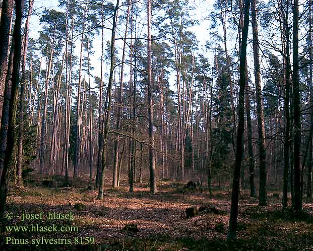 Pinus sylvestris Pin sylvestre Grove Pino silvestre