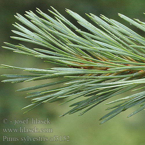 Pinus sylvestris Erdeifenyő Erdei fenyő Wald-Kiefer Wald-Föhre Kiefer