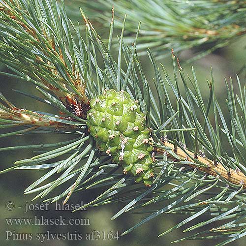 Pinus sylvestris Sosna zwyczajna Borovica lesná Borovice lesní