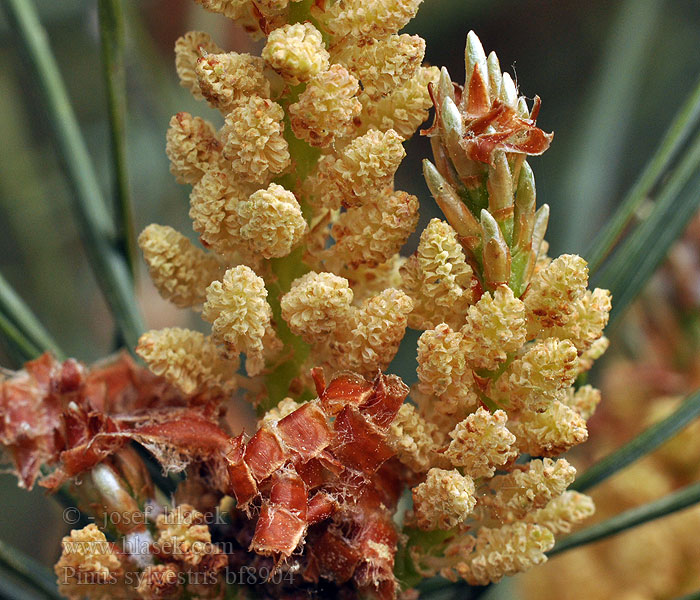 Pinus sylvestris Pino silvestre