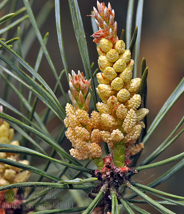 Pinus sylvestris Borovice lesní