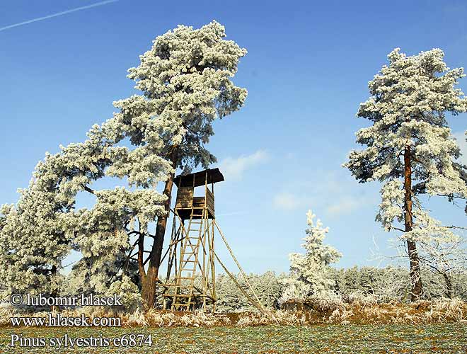 Pinus sylvestris Scots Pine Scotch Fir