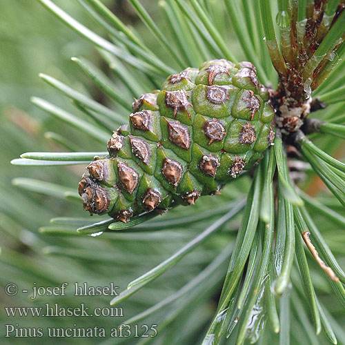 Pinus uncinata Pino uncinato Kampósfenyő Hakenkiefer Sosna hakowata