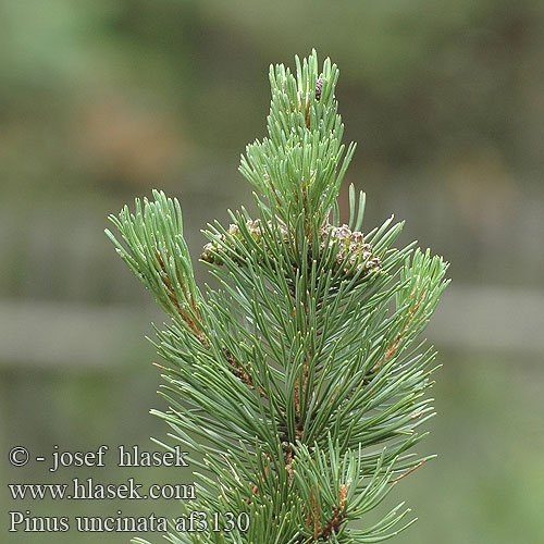 Pinus uncinata Hakenkiefer Sosna hakowata Borovica barinná