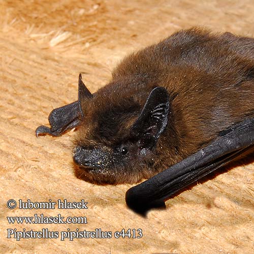 Pipistrellus pipistrellus Common Pipistrelle Кафяво прилепче Pipistrell voutin Ratapinyada pipistrella Dværgflagermus Zwergfledermaus Šikšniukas nykštukas Közönséges törpedenevér Gewone dwergvleermuis Bånddvergflaggermus Karlik malutki Нетопырь карлик Netopier hvízdavý Vaivaislepakko Pipistrell