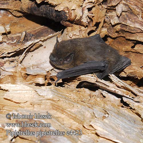 Pipistrellus pipistrellus e4423