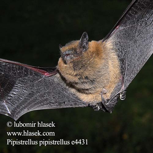 Pipistrellus pipistrellus e4431