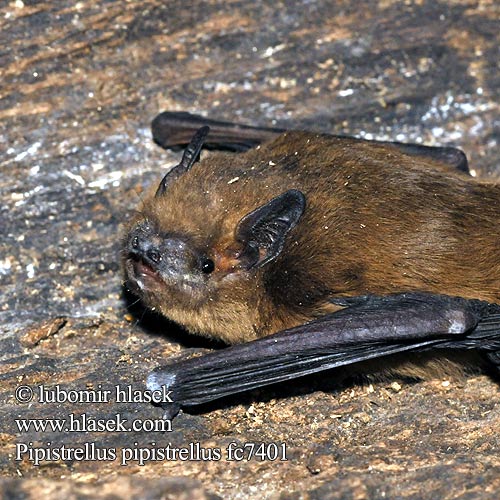 Pipistrellus pipistrellus fc7401