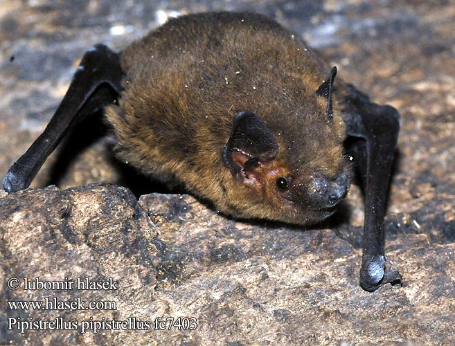 Pipistrellus pipistrellus fc7403