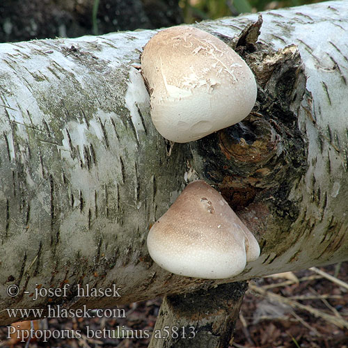 Piptoporus betulinus a5813