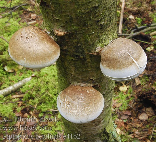 Porek brzozowy Brezovník obyčajný Březovník obecný Políporo abedul Björkticka Boletus suberosus Polyporus Knivkjuke Трутовик березовый Березовая губка Brezova odpadljivka 자작나무버섯 カンバタケ 桦滴孔提取物 Piptoporus betulinus Razorstrop Fungus Birkeporesvamp Pökkelökääpä Piptopore betulineux Berkezwam Nyírfa tapló Birkenporling