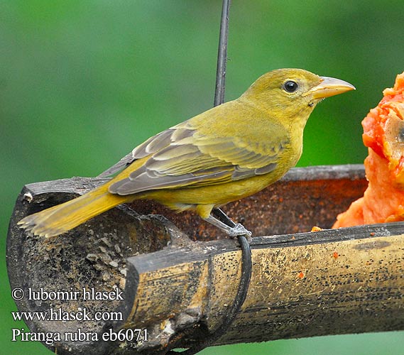 Piranga rubra Summer Tanager Tangara ohnivá Sommertangare Sommertangar Quitrique Colorado Kesätangara Tangara vermillon Piranga estiva ナツフウキンチョウ Zomertangare Piranga pasowa Sanhaço-vermelho Sanhaçu-vermelho Летняя танагра Sommartangara