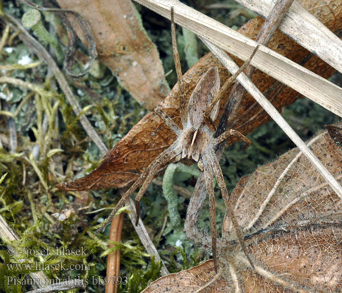 Pisaura mirabilis Nursery web spider Csodáspók Lovčík hôrny