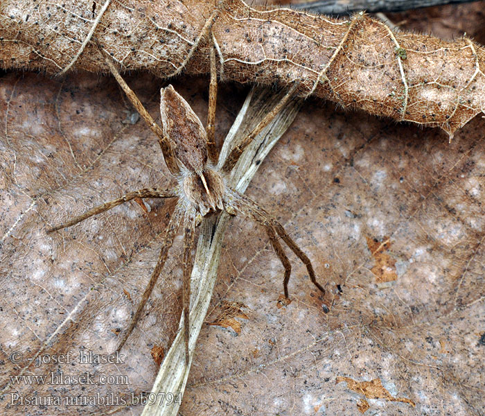 Pisaura mirabilis Presentspindel Pisaure admirable