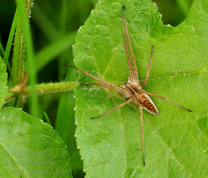 Pisaura mirabilis Listspinne